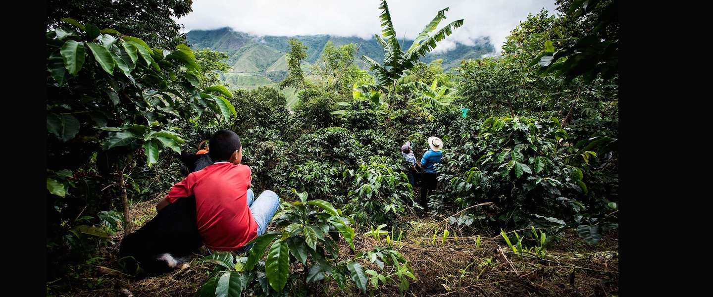 360º rondkijken op de koffieplantages van Nespresso in Colombia