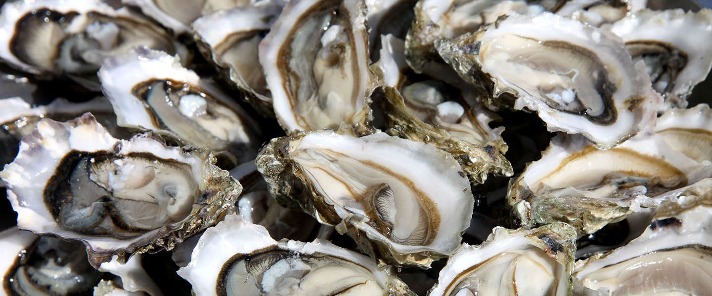 Poging oesterbanken terugbrengen in Noordzee mislukt: 85% oesters dood