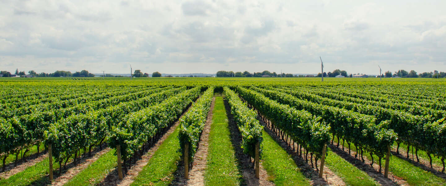 Wijnproeverij met wijn uit eigen land: de prachtige wijnen uit Brabant