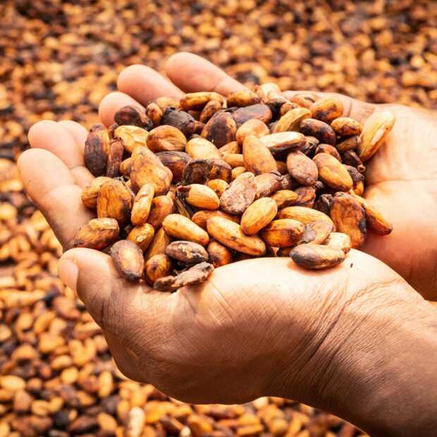 Prijsverhoging cacao nodig voor duurzame initiatieven van chocoladebedrijven