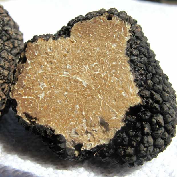Wilde truffels voor het eerst in Nederland gevonden