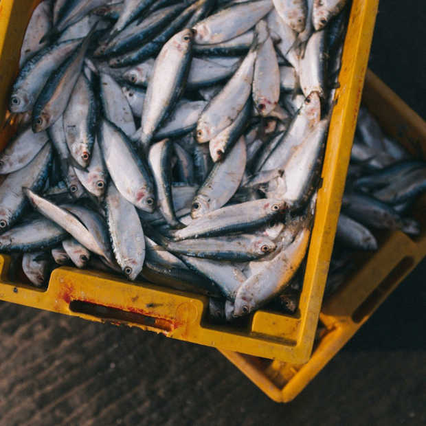 Duurzame kweekvis blijkt minder slecht dan eerder gedacht